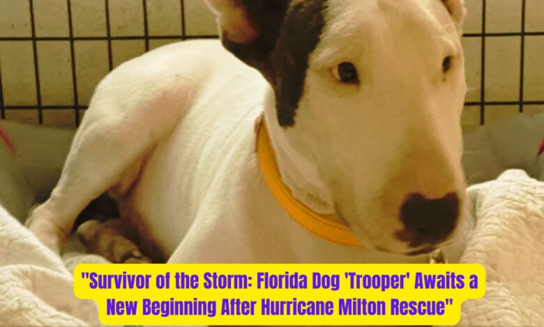 "Survivor of the Storm: Florida Dog 'Trooper' Awaits a New Beginning After Hurricane Milton Rescue" 1 Survivor of the Storm Florida Dog Trooper Awaits a New Beginning After Hurricane Milton Rescue