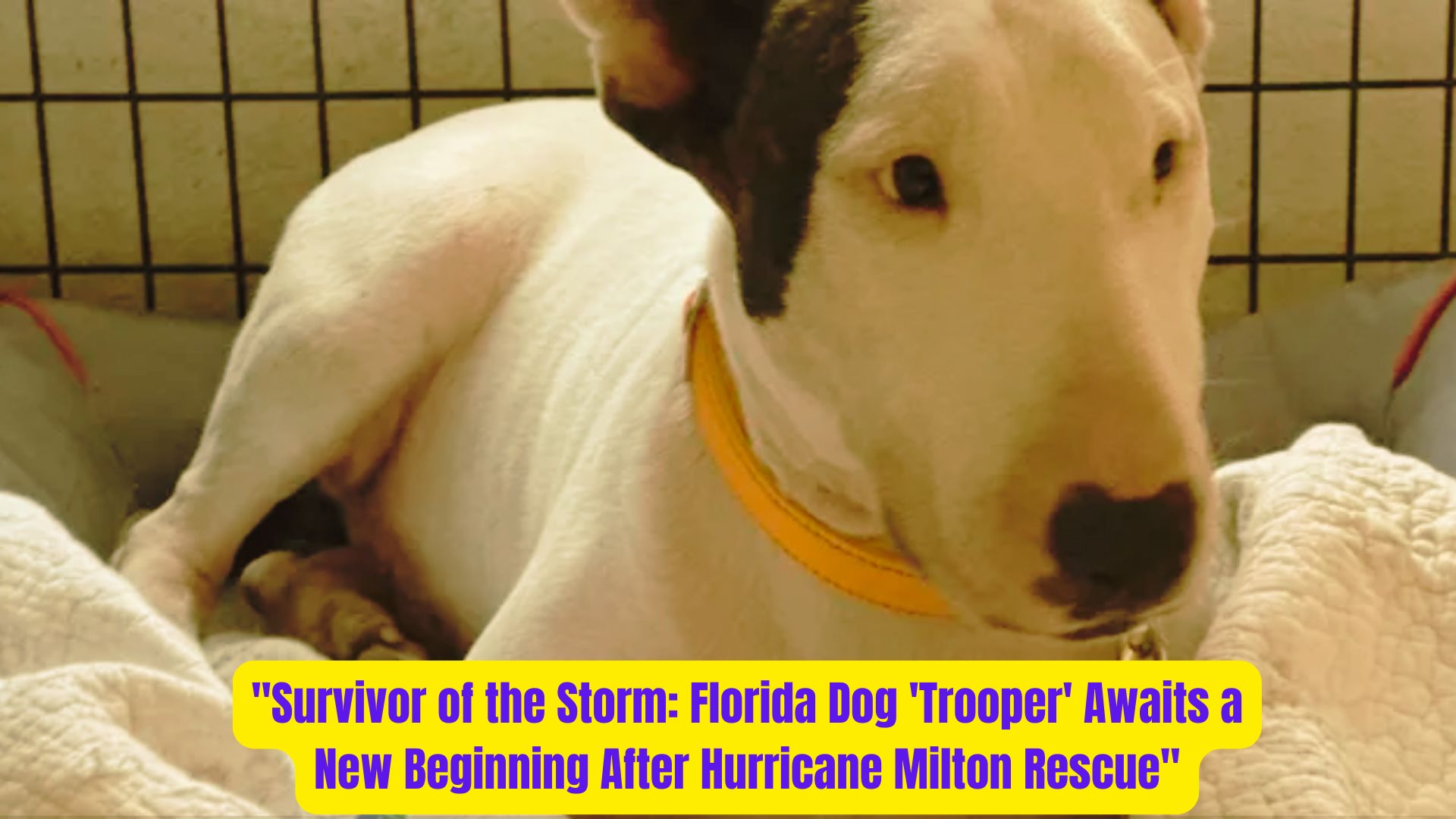 Survivor of the Storm Florida Dog Trooper Awaits a New Beginning After Hurricane Milton Rescue