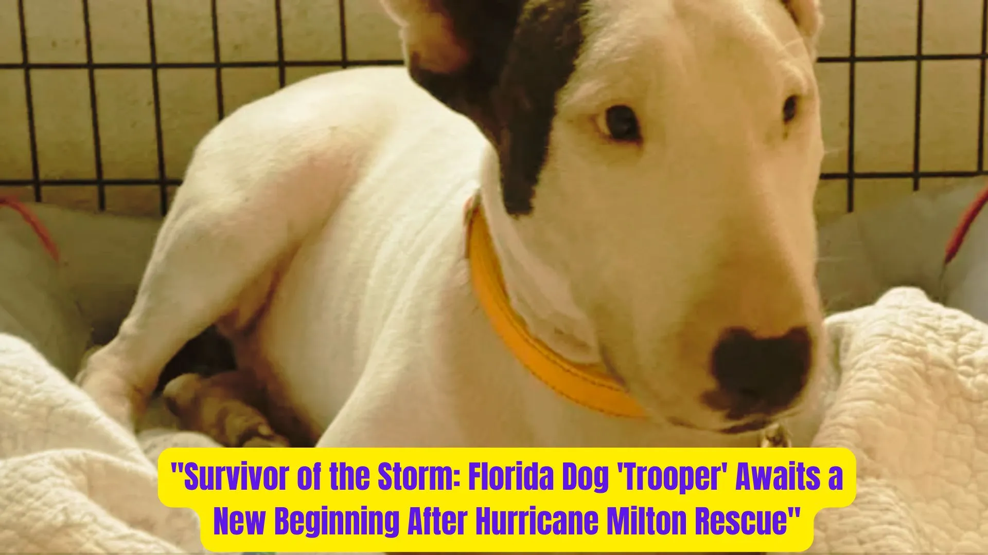 "Survivor of the Storm: Florida Dog 'Trooper' Awaits a New Beginning After Hurricane Milton Rescue" 2 Survivor of the Storm Florida Dog Trooper Awaits a New Beginning After Hurricane Milton Rescue